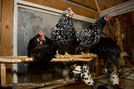 Roosting chickens at a farm; Davey, Nebraska, United States of America