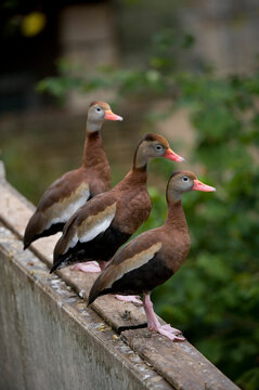Three Black-bellied whistling ducks (Dendrocygna autumnalis) standing in a row on a wall; San Antonio, Texas, United States of America