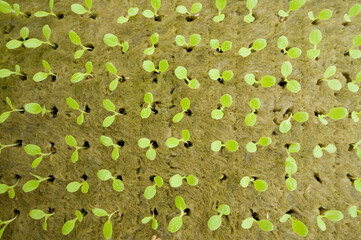 Vegetables grow in a hydroponic nursery; Stanley, Falkland Islands
