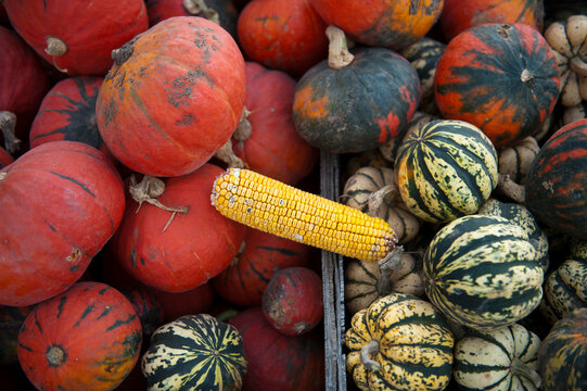 Varieties of summer squash and a single ear of corn; Lincoln, Nebraska, United States of America