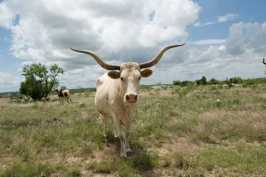 Texas longhorn steer on a Texas ranch; Christoval, Texas, United States of America