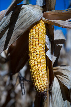 Close up of a dried ear of corn in the middle of a field in Nebraska, USA; Valparaiso, Nebraska, United States of America