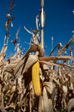 Close up of a dried ear of corn in the middle of a field in Nebraska, USA; Valparaiso, Nebraska, United States of America