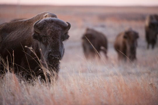 Close-up portrait of a Bison (Bison bison) on a ranch near Valentine, Nebraska, USA; Valentine, Nebraska, United States of America