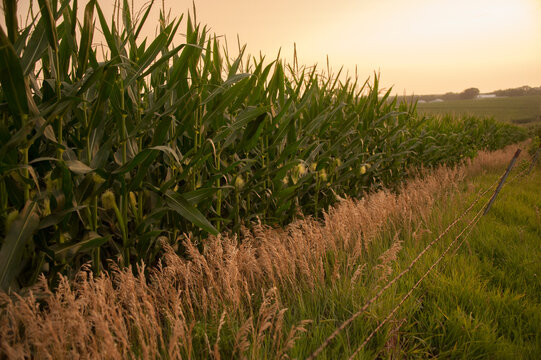 Non-irrigated field of corn in sunset light near Bennet, Nebraska, USA; Bennet, Nebraska, United States of America
