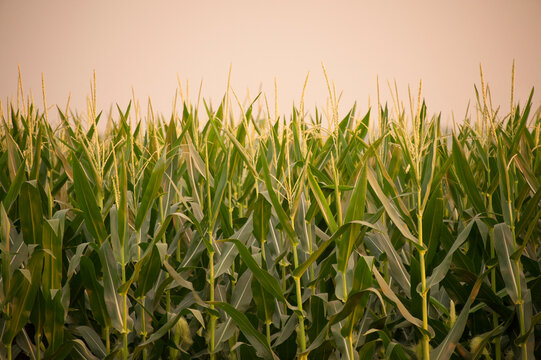 Non-irrigated corn field in sunset light near Bennet, Nebraska, USA; Bennet, Nebraska, United States of America