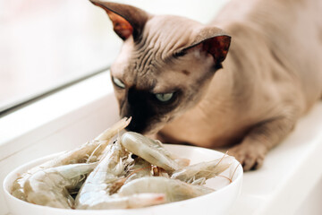 Hairless sphinx cat eats a sea shrimp