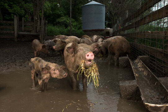 Organically raised pigs feeding in the mud on a farm near Palmyra, Nebraska, USA; Palmyra, Nebraska, United States of America