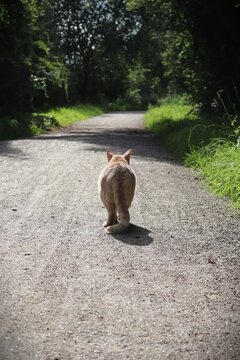 back of a red haired cat watching along a footpath