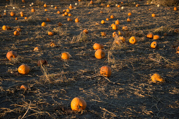 Ripe pumpkins in a field in warm sunset light; Roca, Nebraska, United States of America