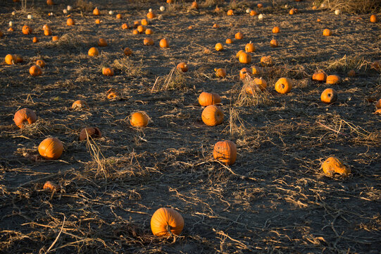 Ripe pumpkins in a field in warm sunset light; Roca, Nebraska, United States of America - Powered by Adobe
