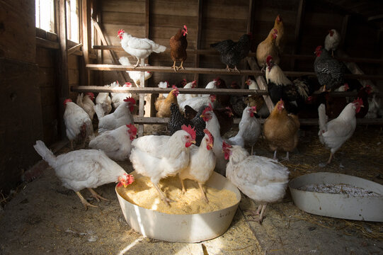 Chickens (Gallus domesticus) feed in a chicken coop; Valparaiso, Nebraska, United States of America