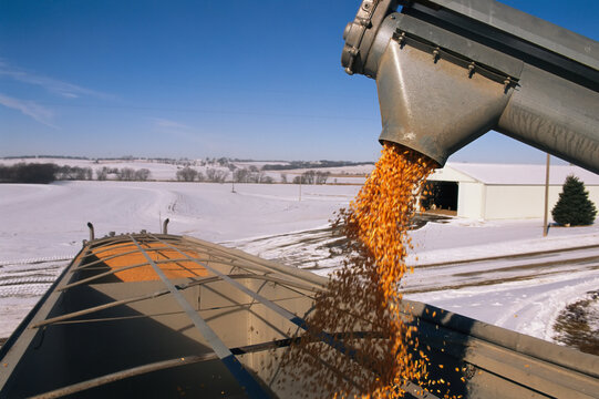 Corn pours from an auger into a grain truck; Fairfax, Missouri, United States of America