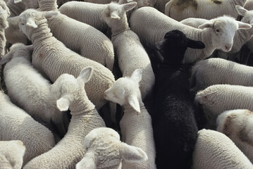 Lambs (Ovis aries) in a pen seen from above, one black amongst white lambs; Clayoquot Sound, Vancouver Island, British Columbia, Canada