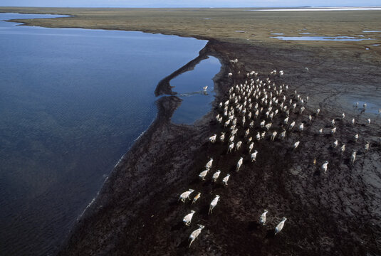 Caribou (Rangifer tarandus) herd on the tundra; North Slope, Alaska, United States of America