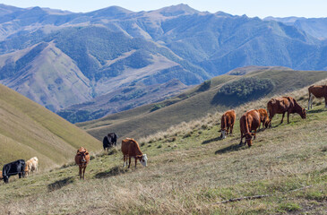 Cows graze in Dagestan mountains - 627390686