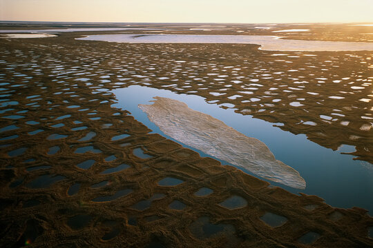 Polygons of fresh water dot the delta coastline of the Canning River Delta, North Slope, Alaska USA; North Slope, Alaska, United States of America