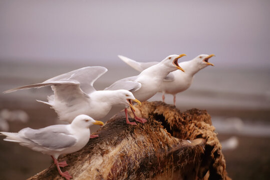 Gulls vocalizing while perched in a row on a rock; North Slope, Alaska, United States of America