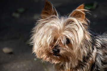 Portrait of a small scruffy-looking puppy