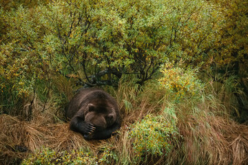 Grizzly bear (Ursus arctos horribilis) dozes in the long grasses after fishing in Katmai National Park and Preserve, Alaska, USA; Alaska, United States of America