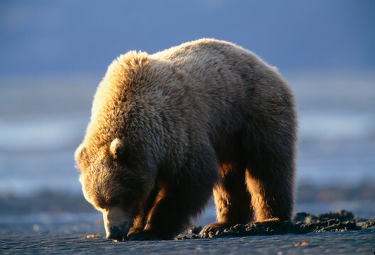 Grizzly bear (Ursus arctos horribilis) probes for clams at low tide in Hallo Bay, Katmai National Park and Preserve, Alaska, USA; Alaska, United States of America