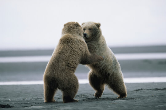 Two Grizzly bears (Ursus arctos horribilis) playfully spar along Hallo Bay in Katmai National Park and Preserve, Alaska USA; Alaska, United States of America