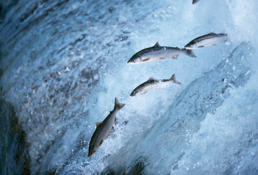 Salmon makes the difficult trip up river