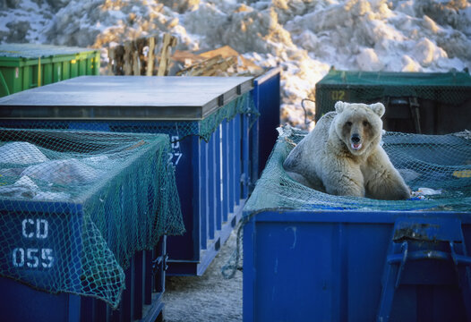 Young Grizzly bear (Ursus arctos horribilis) scavenges through a dumpster; Deadhorse, Alaska, United States of America