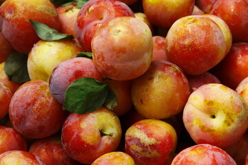 golden and red,sweet peaches as delicious fruits