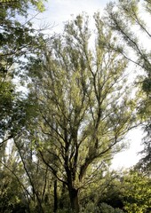 old trees and rural landscape near Krakow