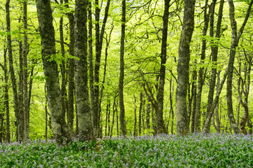 Beech forest in spring with the ground covered with flowers in Picos de Europa National Park, in the north of Spain.