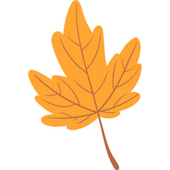leaf maple