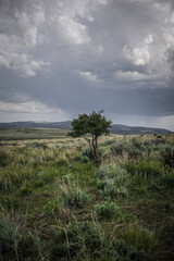 Fototapeta premium Single scraggly pine tree in wide open grassy field in desert terrain near Twin Falls Idaho with stormy skies 