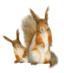 Two funny fluffy squirrels (mother and baby squirrel) hand drawn in watercolor. Watercolor animal illustration. Isolated image