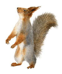 A funny fluffy squirrel hand drawn in watercolor. Watercolor animal illustration. Isolated image © Tatiana