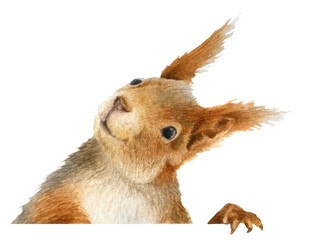 A head of a funny curious squirrel hand drawn in watercolor. Watercolor animal illustration. Isolated image