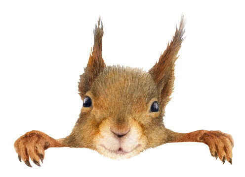 A head of a funny fluffy squirrel hand drawn in watercolor. Watercolor animal illustration. Isolated image