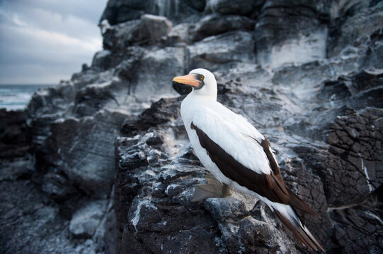 Nazca booby (Sula granti) on Espanola Island in Galapagos Islands National Park; Espanola Island, Galapagos Islands, Ecuador