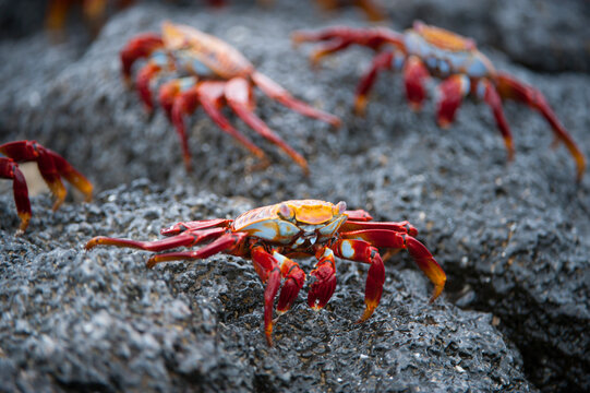 Sally Lightfoot crabs (Grapsus grapsus) on a rock in Galapagos National Park; Galapagos Islands, Ecuador
