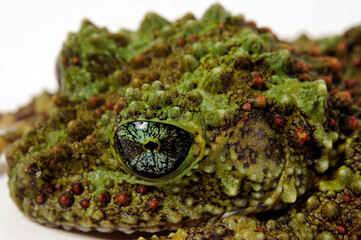 Vietnamese mossy frog // Vietnamesischer Moosfrosch (Theloderma corticale)