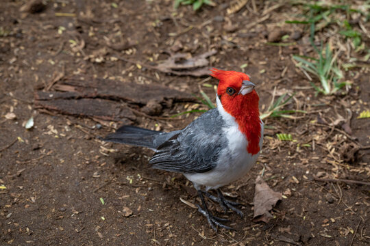 Close-up portrait of a Red-Crested Cardinal (Paroaria coronata) eyeing the camera at Makena Landing; Kihei, Maui, Hawaii, United States of America