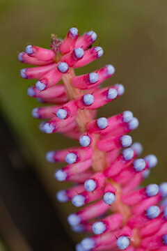 Close-up detail of buds blooming at the AKL Lavender Farm; Maui, Hawaii, United States of America