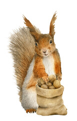 A funny anthropomorphic squirrel with a bag full of nuts hand drawn in watercolor. Watercolor illustration. Isolated image