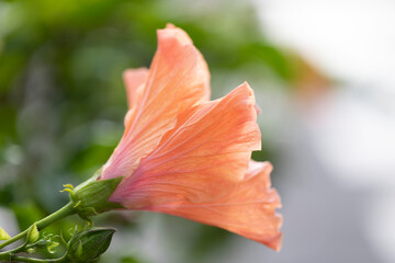 Close-up of an orange hibiscus (Hibiscus rosa-sinensis) flower bud opening up in Kihei; Maui, Hawaii, United States of America