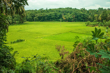 Green rice field in beautiful village