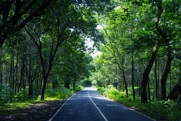A deserted jungle path, a broad paved road through dense undergrowth.