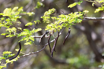 Sunlit, green leaves with long, brown seed pods hanging on a tree branch in Kihei; Maui, Hawaii, United States of America
