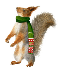 A funny anthropomorphic squirrel with a winter scarf hand drawn in watercolor. Watercolor Christmas...
