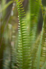 Close-up detail of a green, fern leaf at Kula Botanical Gardens; Maui, Hawaii, United States of America