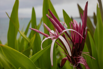 Close-up of tropical, pink, flowering plant growing on the shore at Maluaka Beach in the morning light; Maui, Hawaii, United States of America